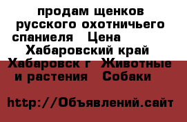 продам щенков русского охотничьего спаниеля › Цена ­ 4 000 - Хабаровский край, Хабаровск г. Животные и растения » Собаки   
